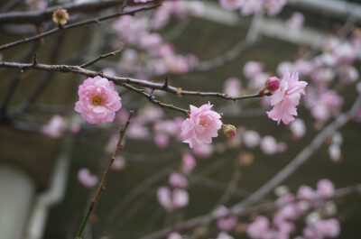 香雪梅花