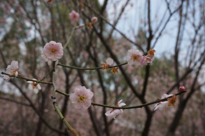 香雪梅花