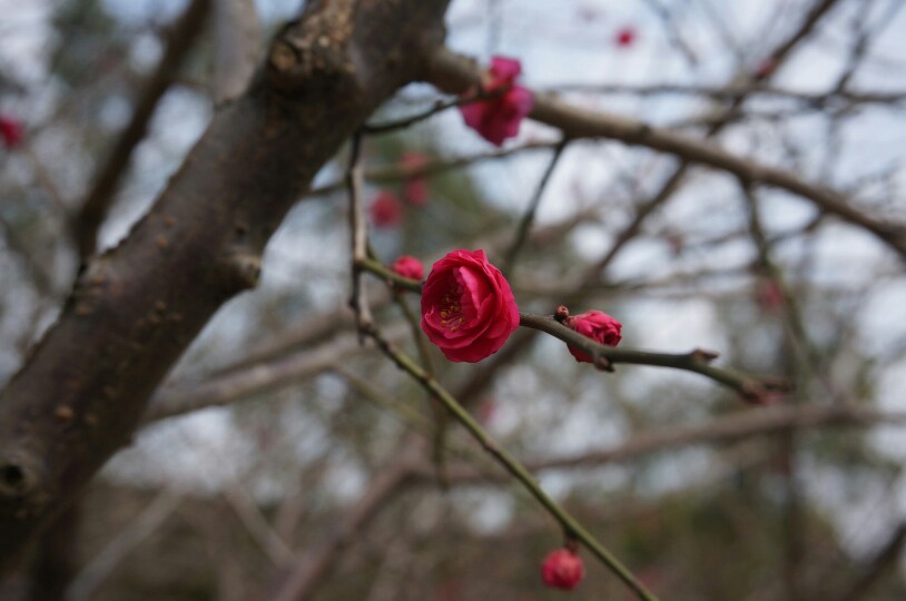 香雪梅花