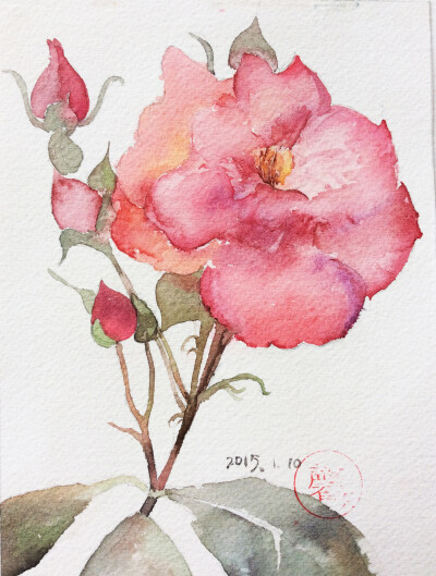 水彩 花卉 插画