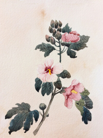 水彩 插画 植物 花卉