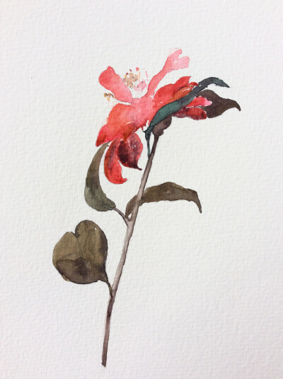 水彩 花卉 植物 插画