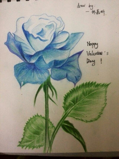 彩铅 -蓝玫瑰
