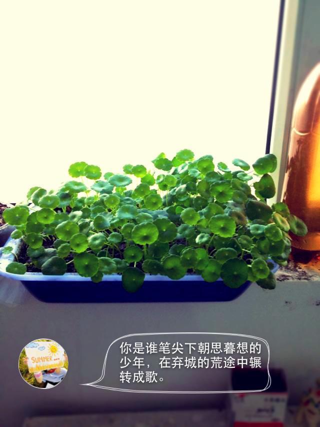 绿意。