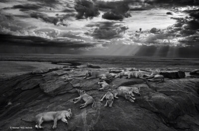 【摄影】塞伦盖蒂国家公园群狮