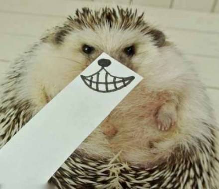 ＜拿图请先关注 谢谢(&amp;gt;﹏&amp;lt;)＞动物头像 超萌小刺猬表情帝,将呆萌进行到底。