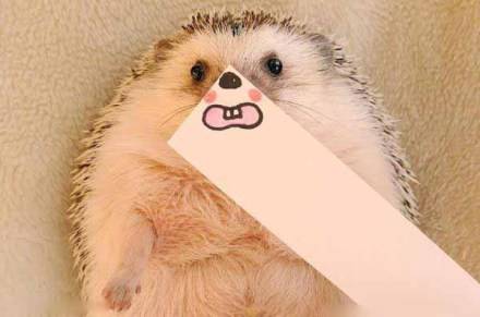 ＜拿图请先关注 谢谢(&amp;gt;﹏&amp;lt;)＞动物头像 超萌小刺猬表情帝,将呆萌进行到底。