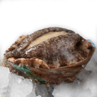 中文学名：鲍鱼 拉丁学名：Abalone 别称：海耳、鳆鱼、镜面鱼、九孔螺、将军帽等 二名法：Haliotis rubra 界：动物界 门：软体动物门 纲：腹足纲 亚纲：前腮亚纲 目：原始腹足目 亚目：盾腮亚目 科：鲍科 分布区域：…