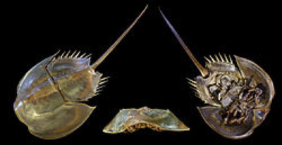 美洲鱟 (Limulus polyphemus) 鱟 （拼音：hòu；注音：ㄏㄡˋ；學名：Limulidae），又名「馬蹄蟹」、「夫妻魚」，被譽為活化石。現存的鱟種類僅存3屬4種。