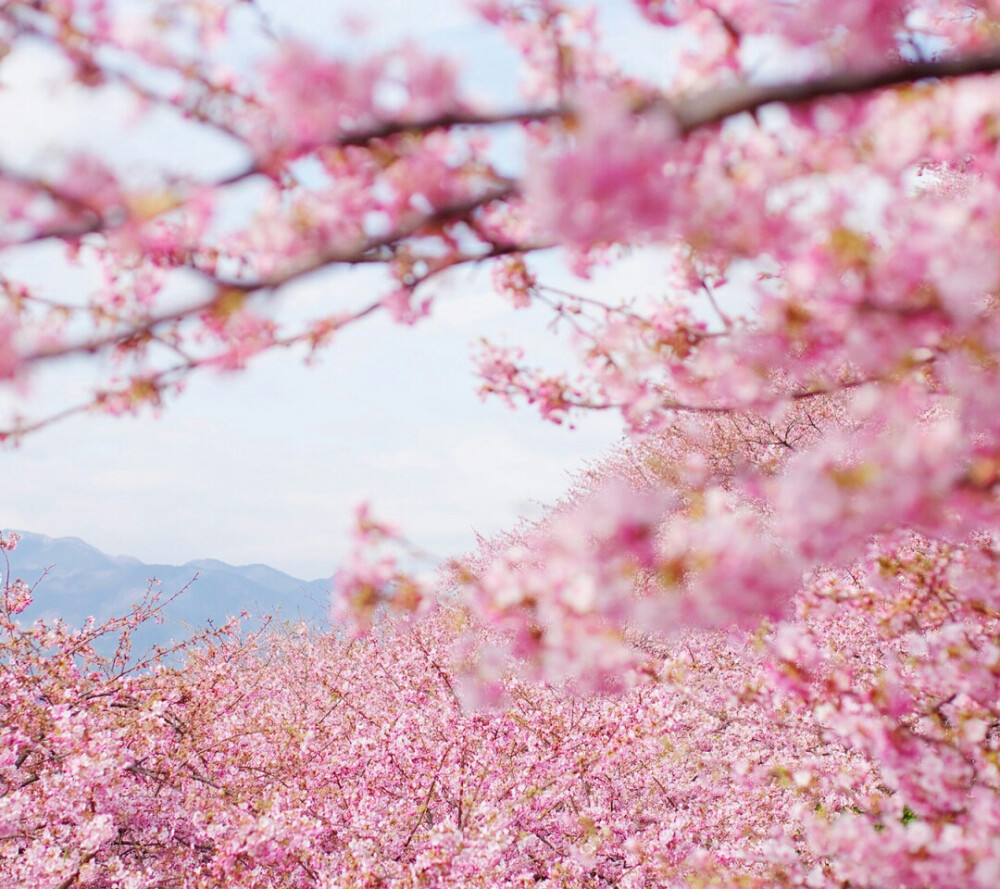 富士山的樱花