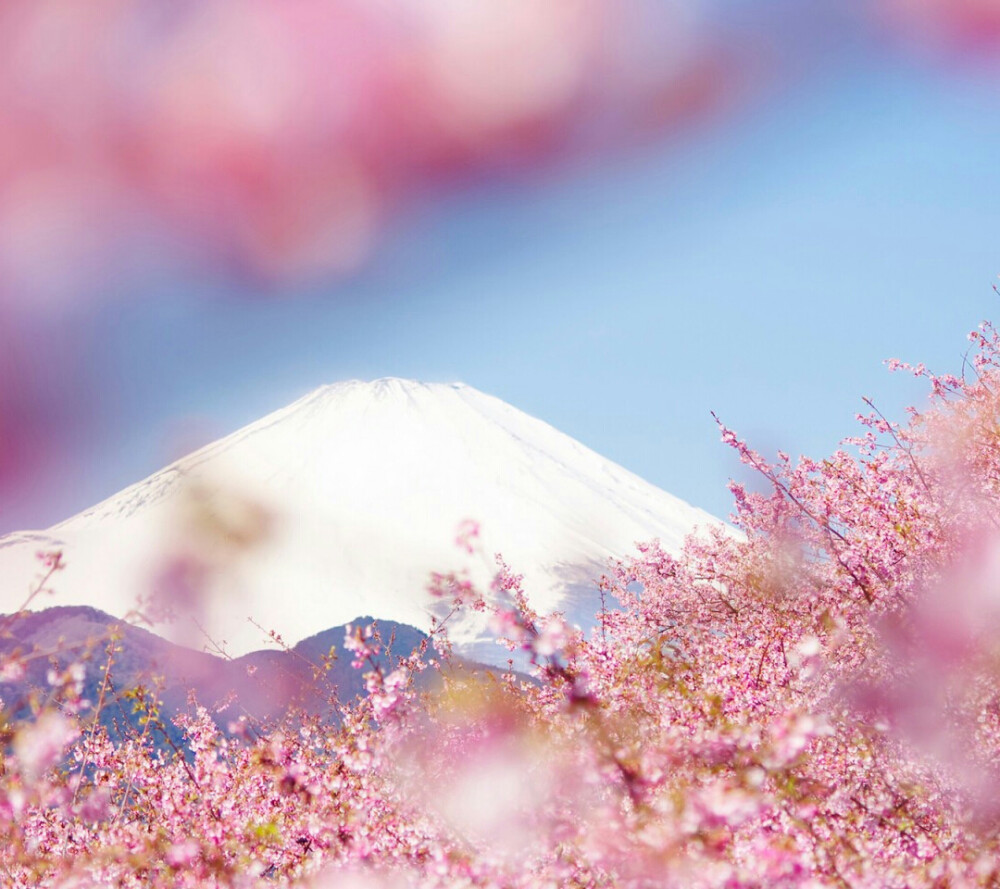 富士山的樱花