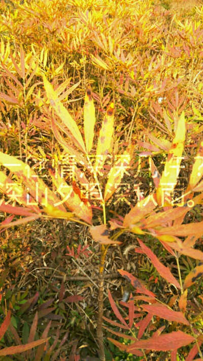 一往情深深几许？  深山夕照深秋雨。