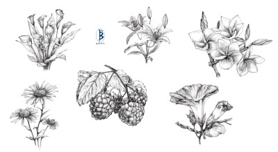 本案例摘自人民邮电出版社出版、爱林文化主编的《黑白花意！笔尖下的87朵花之绘》作品——爱林文化制作