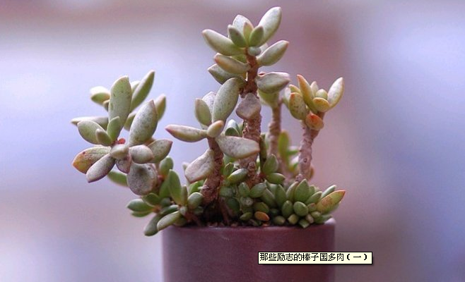 多肉植物浇水，用什么水好？ http://www.52dr.cn/thread-8148-1-1.html