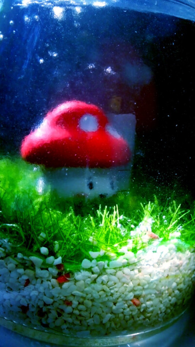 Underwater mushrooms.