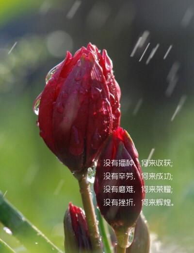 No pain，no palm；no thorns，no throne；no gall，no glory，no cross，no crown．没有播种.何来收获.没有辛劳.何来成功.没有磨难.何来荣耀.没有挫折.何来辉煌。