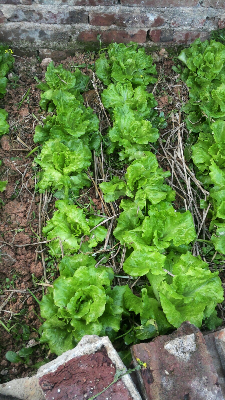 老媽種的生菜綠油油78