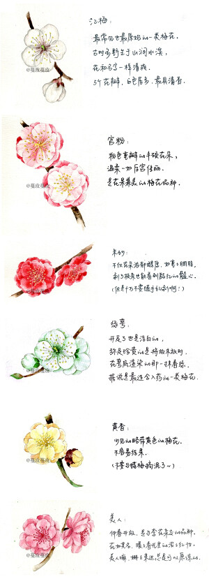 #论时令风物# 值立春节气，问梅花消息。水彩手绘了几种观赏梅花的品种图。图收录于书籍《节气手帖》@蔓玫蔓玫