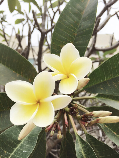 鸡蛋花是我见过最萌的花～