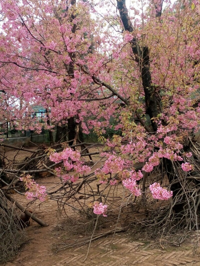 樱花