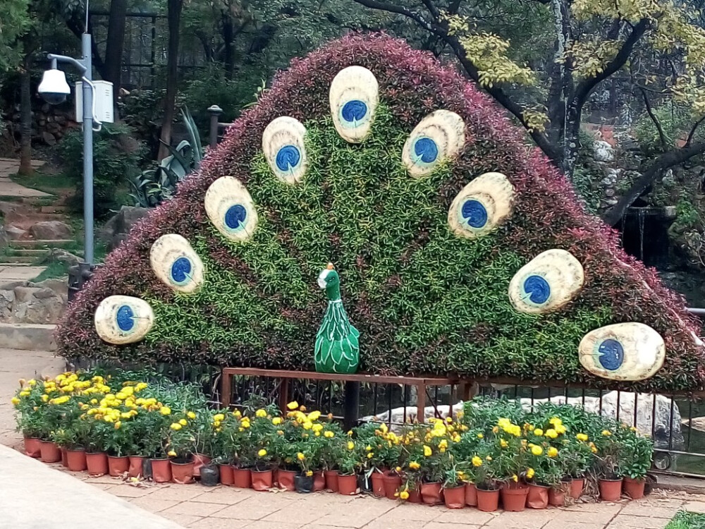 花之孔雀