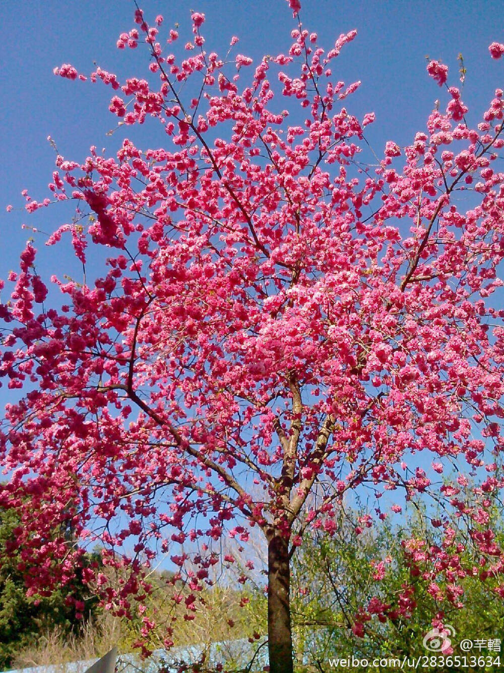 樱花