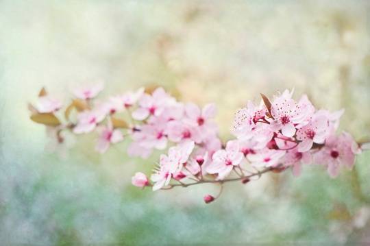 淡粉繁花