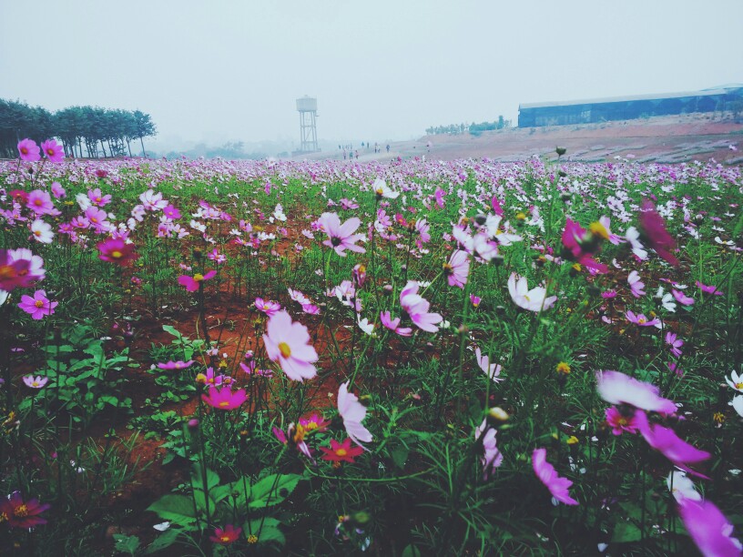 湛江的格桑花海