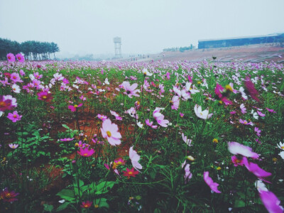 湛江的格桑花海