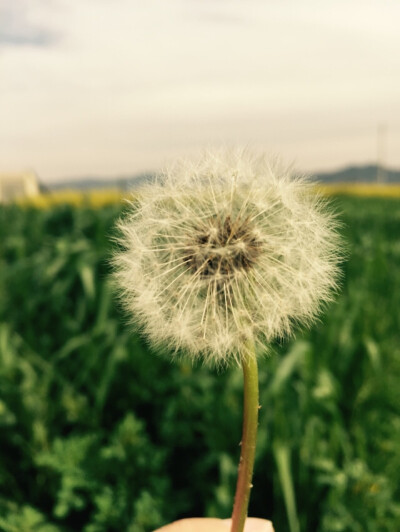 my dandelion