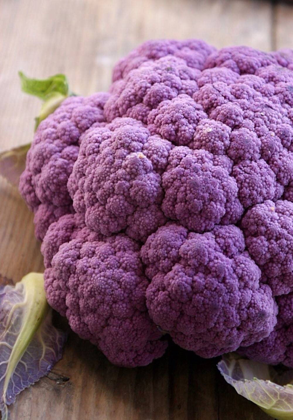 【食物文艺】紫菜花