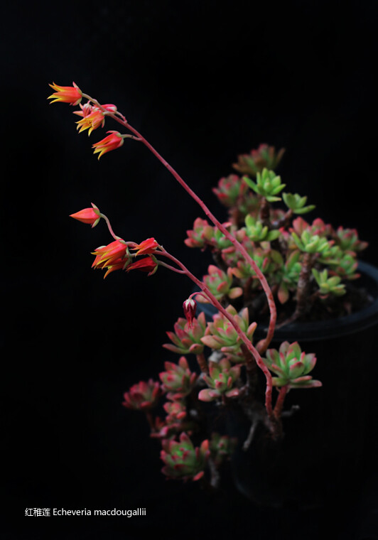 红稚莲，景天科，石莲花属。生长较为迅速。 容易垂吊型的石莲花，随着时间增长茎部会慢慢变长，最后长成吊兰状。 几乎全年都在生长，日照时间。。整株会变为红色，也可半阴养殖，阴养叶片始终保持绿色，并株型较为松散难看，但整体状态健康。 繁殖方式叶插扦插都可。