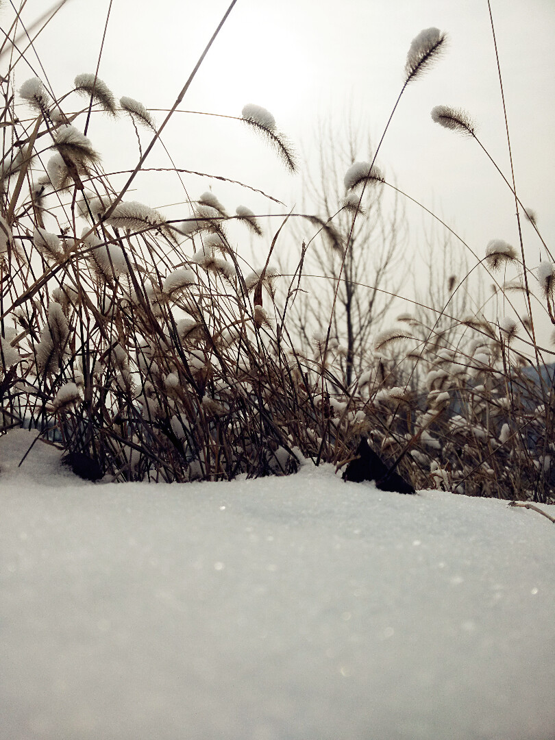 雪中狗尾草