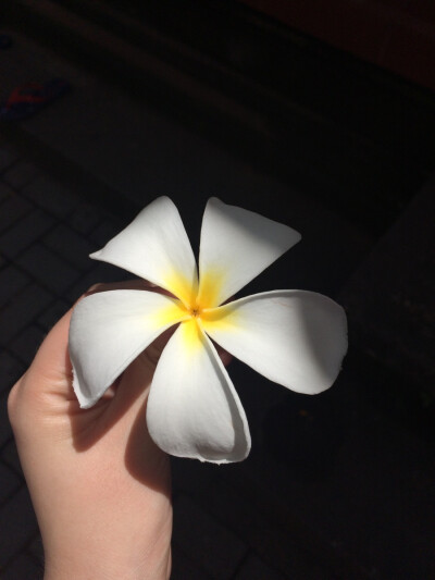 plumeria 鸡蛋花 bali