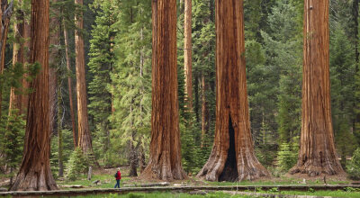 位于加利福尼亚州的美国红杉树国家公园（Sequoia National Park）早已经是如雷贯耳，因为这里有一片一望无际的大森林，从旧金山北部一直延伸到俄勒冈州，绵亘达640公里。这一片浩瀚的林海都是由超过千年树龄的红杉木…