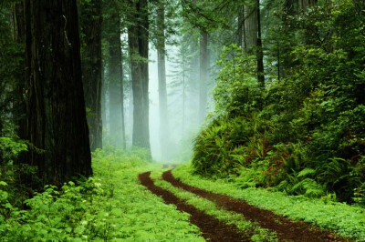 位于加利福尼亚州的美国红杉树国家公园（Sequoia National Park）早已经是如雷贯耳，因为这里有一片一望无际的大森林，从旧金山北部一直延伸到俄勒冈州，绵亘达640公里。这一片浩瀚的林海都是由超过千年树龄的红杉木…