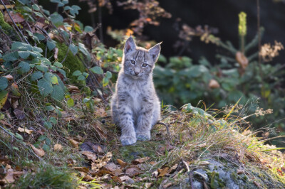 欧洲猞猁