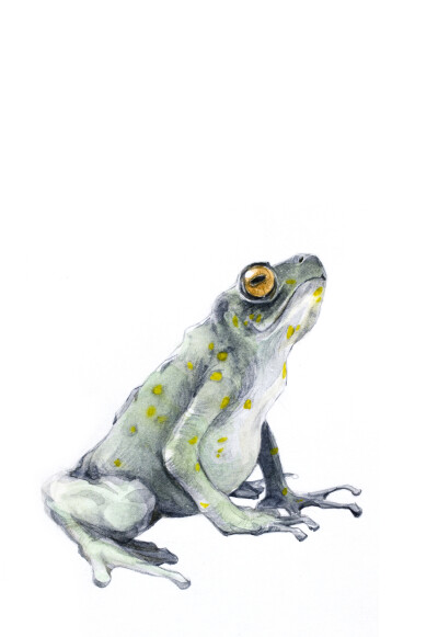 frog