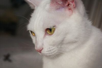 被猫咪色彩斑斓的眼睛迷的晕头转向_(:зゝ∠)_