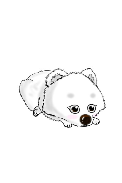 Samoyed