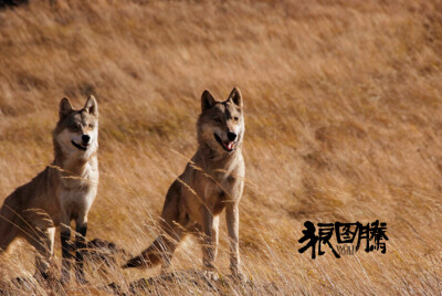 电影《狼图腾》剧照之狼