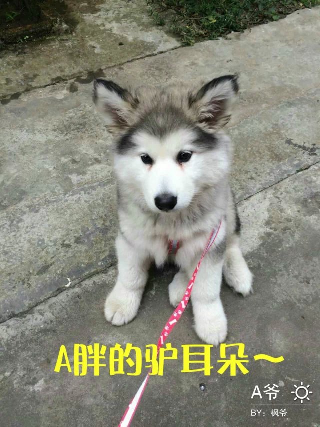 阿拉斯加雪橇犬 A爷