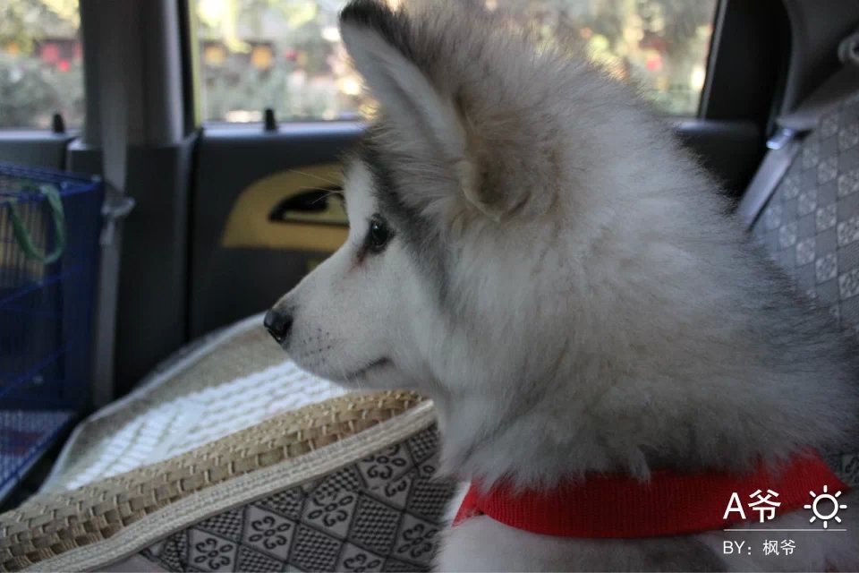 阿拉斯加雪橇犬 a爷