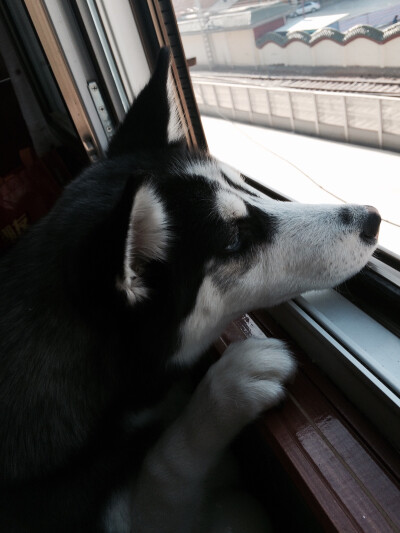 外面好想很有趣