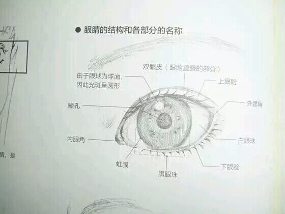 眼睛画法教程