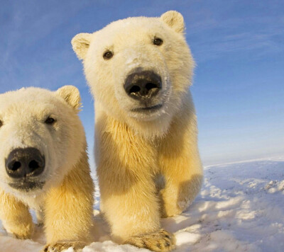 北极熊~