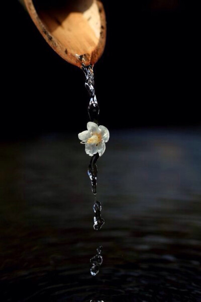 鲜花装饰我的梦！