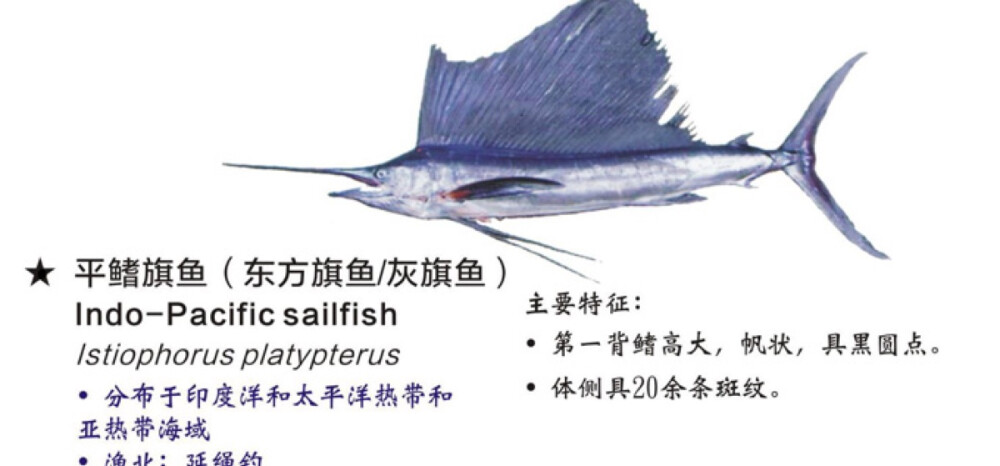 旗魚