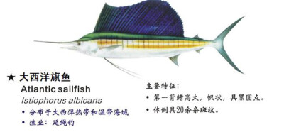 旗魚(yú)