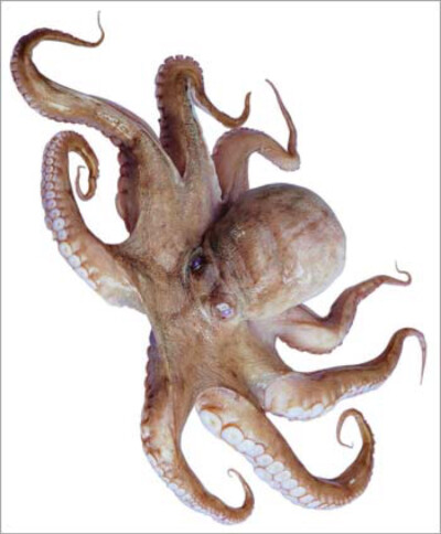 章鱼（英文名octopus），属于软体动物门头足纲八腕目，章鱼科章鱼属（Octopoda）。因其头上长有八腕，且腕间有膜相连，长短不一，腕上具有2行无柄的吸盘，吸盘无柄，所以称作“八腕类”。是海洋动物。